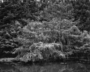 Lake Martin trees from boatlaunch_bw_d_DMa.jpg